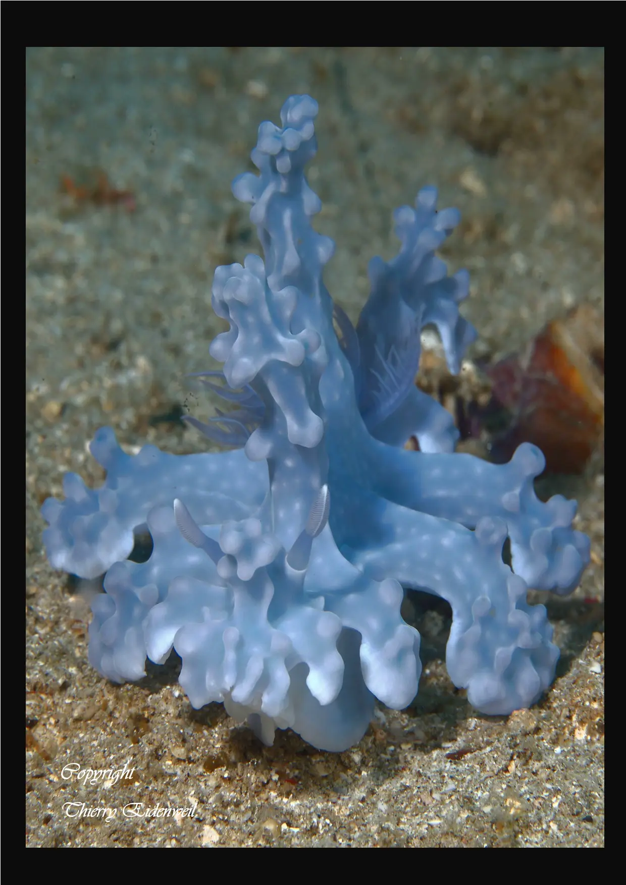 Anilao Macro Dive Media Highlight